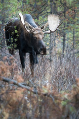 Moose in the mountains