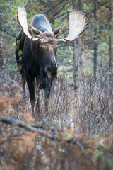 Moose in the mountains