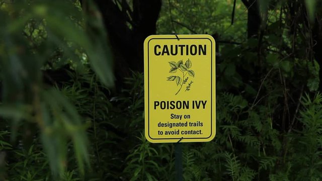 View through the trees of sign warning of Poison Ivy in a park in Toronto, Ontario, Canada.