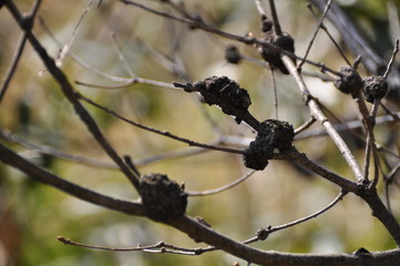 樹木にできたこぶ