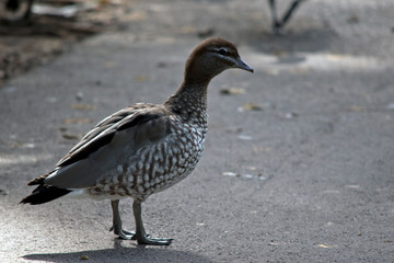 a female Australian wood duck