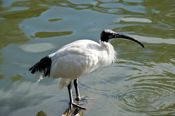 A side view of a white ibis