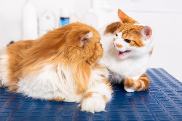 Obraz na płótnie Canvas two cats on the table of a veterinarian
