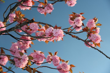 Tokyo,Japan-April 20, 2019: Double-flowered cherry blossoms in full bloom at the sunrise