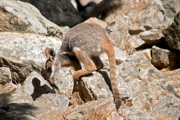 a joey Yellow footed rock wallaby