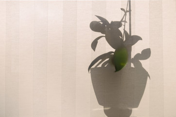 Roller blind on the window. Silhouettes of ornamental plants on the window sill are visible through the translucent canvas of the protective roller blind.