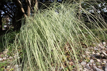 風にゆれる植物