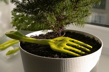 Hobbies, growing seedlings. Green fork for digging up the earth in a pot with a decorative coniferous tree. Sunny morning lighting.