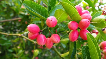 Carissa carandas is a very strong woody shrub with a number of spines. It grows well in the hilly regions of India. The fruits, which are green when young and dark purple when mature.