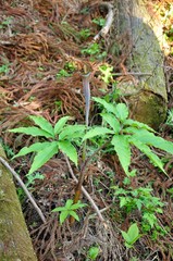 ホソバテンナンショウ