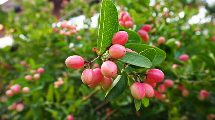 Carissa carandas is a very strong woody shrub with a number of spines. It grows well in the hilly regions of India. The fruits, which are green when young and dark purple when mature.