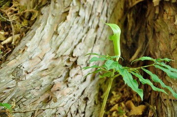 ホソバテンナンショウ