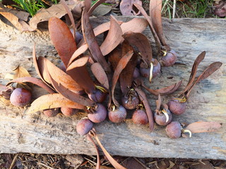 Hairy Keruing seeds.