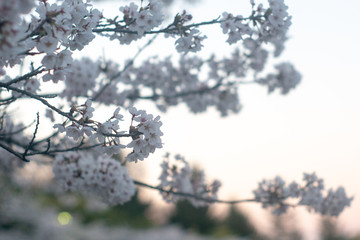 20190416 満開の桜と夕暮れ2