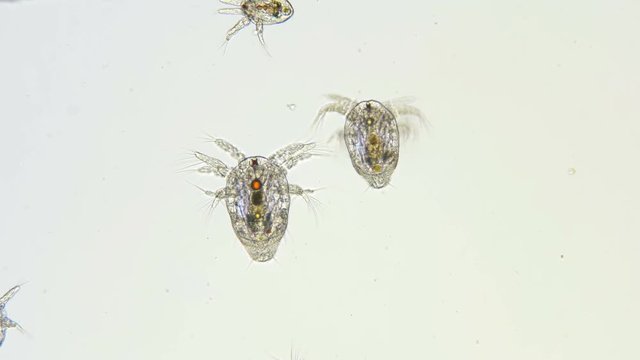 Nauplius larva Cyclopidae under a microscope, visible internal organs, is a predator, plankton, diverse life in color 4K