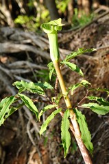 ホソバテンナンショウ