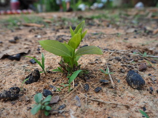 Guttiferae a family of widely distributed chiefly tropical trees and shrubs (order Parietales) usually having opposite or whorled leaves, unisexual flowers, resinous sap, and oil glands.