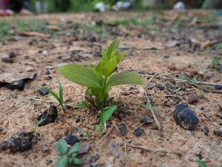 Guttiferae a family of widely distributed chiefly tropical trees and shrubs (order Parietales) usually having opposite or whorled leaves, unisexual flowers, resinous sap, and oil glands.