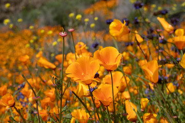 Poppies in full bloom in Walker Canyon California during the super bloom event