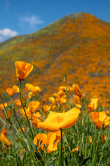 Beautiful poppy covered mountain in Walker Canyon during the superbloom on a sunny California day. Portrait orientation