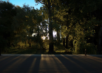 Road Sunset with Sun setting through Trees, evening road at golden hour
