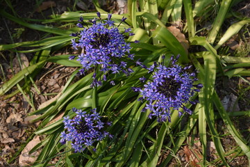 Cuban lily (Scilla peruviana)