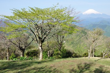 新緑に富士山