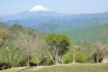 Obraz premium 春の鍋割山山頂より望む富士山