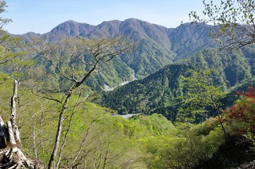 Obraz premium 芽吹きのブナ