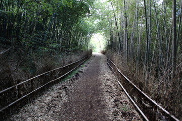 Fototapeta premium 竹林の道