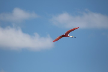 Flamenco Rosado Volando
