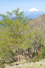 富士山にダケカンバ新緑