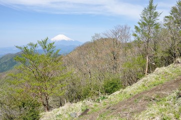 Fototapeta na wymiar 富士山にダケカンバ新緑