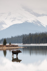 Moose in the wild - 263133169