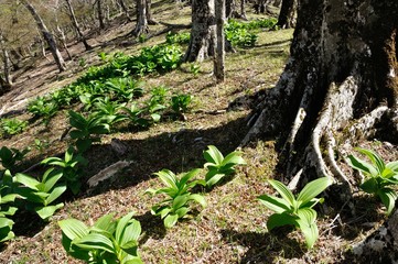 オオバイケイソウの若葉
