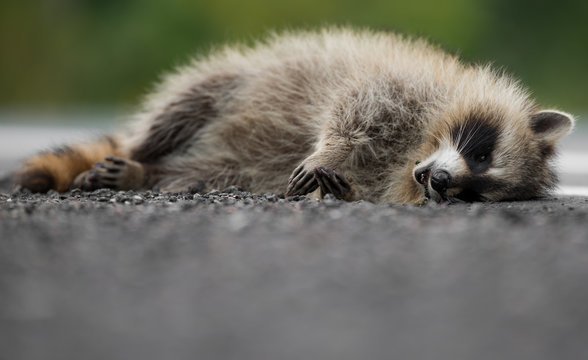 Low angle view of a dead raccoon lying on the side of the road. A fly can be seen on his chin. Room for text. 