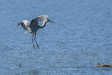 Heron comes in for landing.