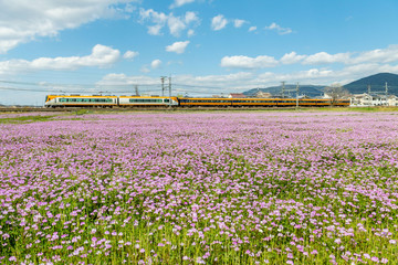 れんげ草と近鉄電車４月中旬　
