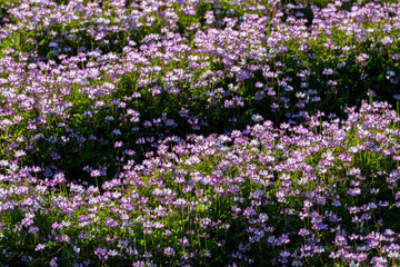 れんげ草のイメージ