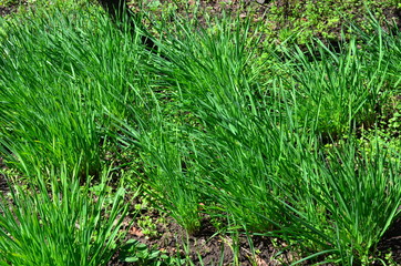 Spontaneously growing young green garlic.