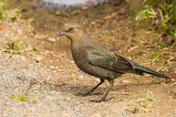 Female Brewer's Blackbird Collects Nesting Material 