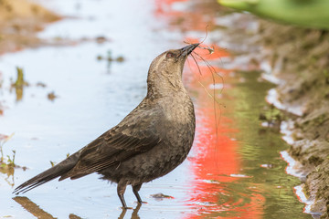 Curious Female Brewer's Blackbird Collects Nesting Material Between Rows of Reflected Tulips