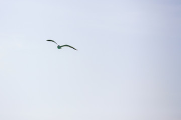 flying seagull