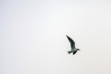 flying seagull