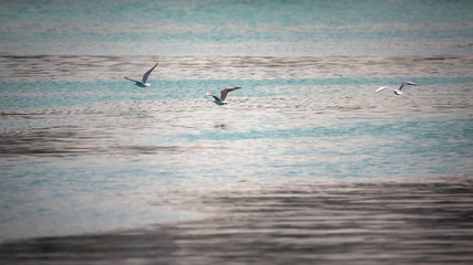 flying seagull