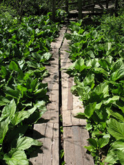 Wooden plank footpath along the Appalachian Trail
