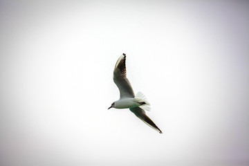 flying seagull