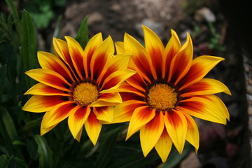 FLOR HERMOSAS AMARILLO CON NARANJA 