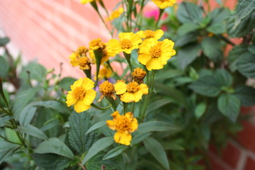 FLORES AMARILLO 