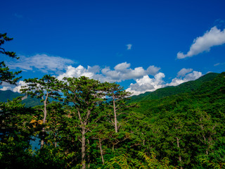 【静岡県伊豆半島ジオパーク】夏の西伊豆黄金崎【松林】